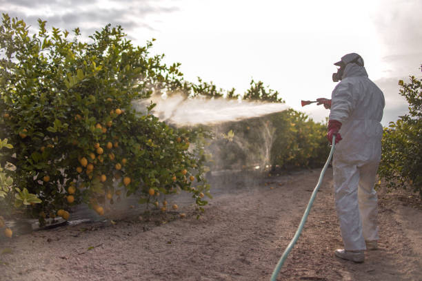 Best Emergency Pest Control  in Chelsea Cove, NY