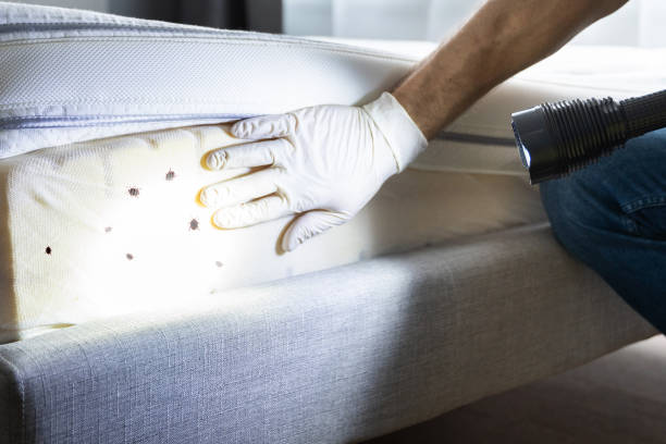 Best Cockroach Control Services  in Chelsea Cove, NY