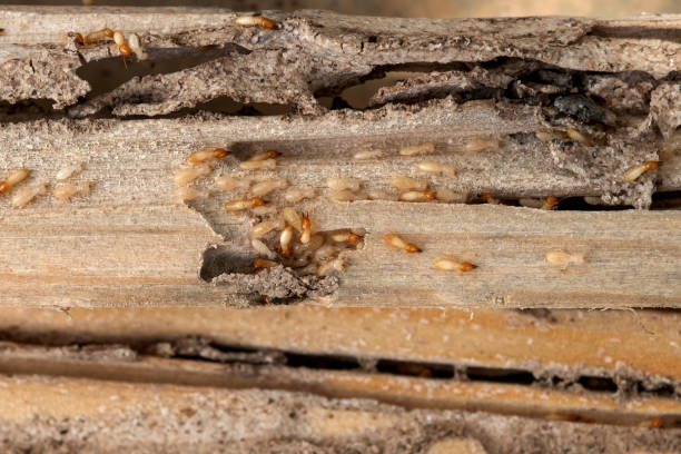 Wasp Removal Services in Chelsea Cove, NY