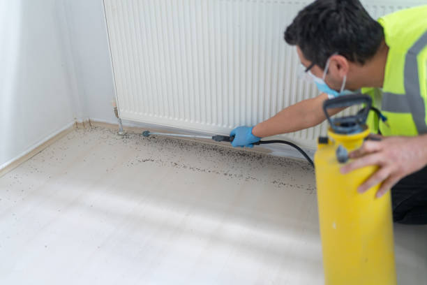 Best Local Pest Control Services  in Chelsea Cove, NY