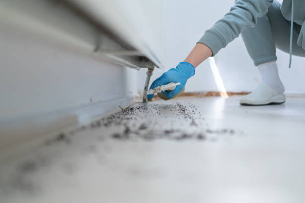 Best Mosquito Control Services  in Chelsea Cove, NY